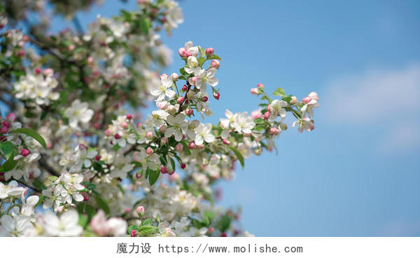 春季花园北美海棠花朵盛开摄影图片